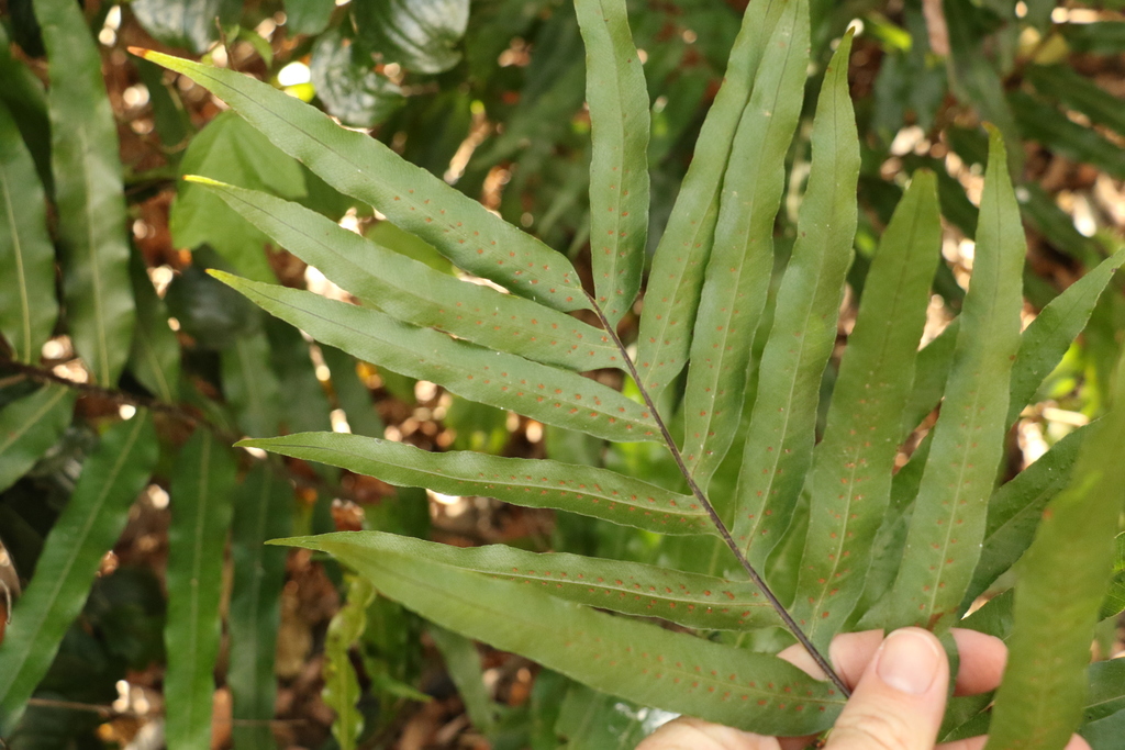 Drynaria × dumicola
