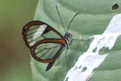 Pteronymia alissa andreas