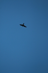 Aerodramus terraereginae