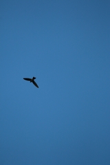 Aerodramus terraereginae