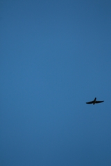 Aerodramus terraereginae