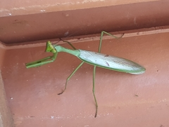 Stagmatoptera supplicaria
