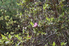 Rhododendron breviperulatum