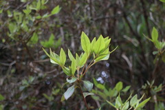 Rhododendron breviperulatum