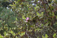 Rhododendron breviperulatum