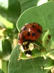 Harmonia axyridis