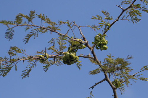 Dichrostachys cinerea image