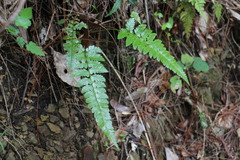 Polystichum biaristatum