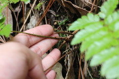 Polystichum biaristatum