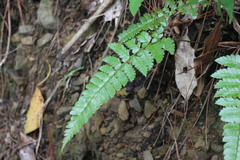 Polystichum biaristatum
