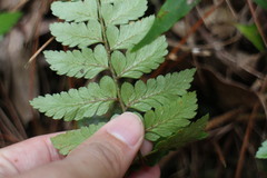 Polystichum biaristatum