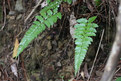 Polystichum biaristatum