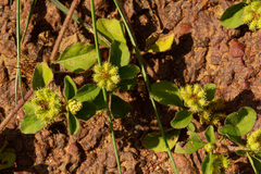 Acanthospermum australe