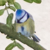 Cyanistes caeruleus