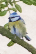 Cyanistes caeruleus