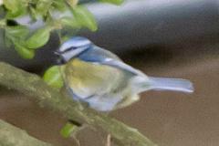 Cyanistes caeruleus