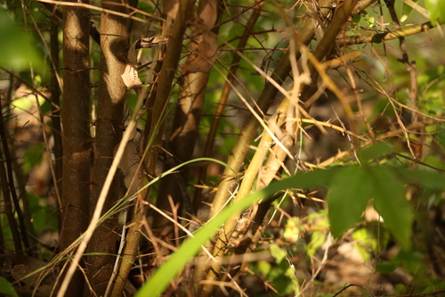 Image of Flacourtia jangomas by (c) Greg Tasney, some rights reserved (CC BY-SA)