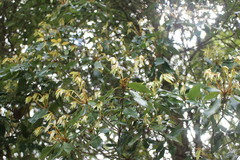 Quercus longinux