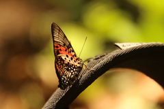 Charaxes zingha