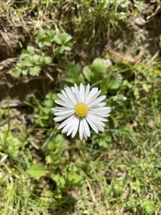 Bellis perennis