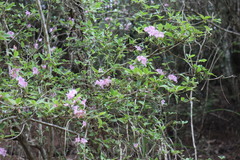 Rhododendron breviperulatum