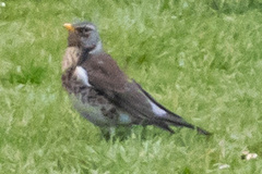Turdus pilaris