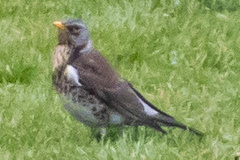 Turdus pilaris