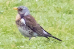 Turdus pilaris