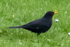 Turdus merula