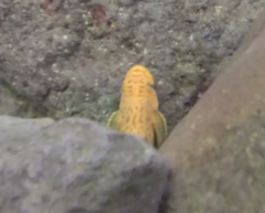 Sicyopterus pugnans