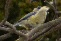 Cyanistes caeruleus