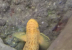 Sicyopterus pugnans