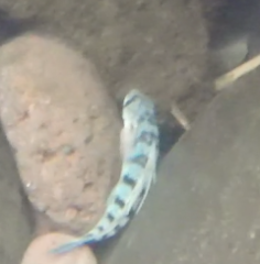 Sicyopterus pugnans