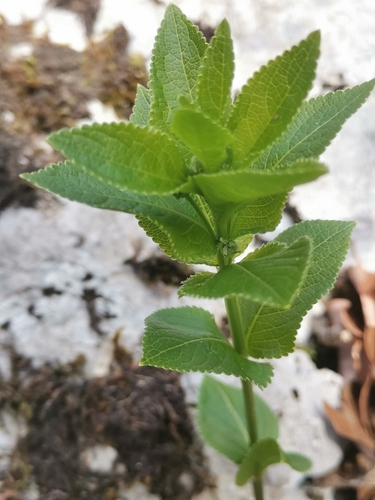 Image of Mercurialis ovata by (c) Ljaž, some rights reserved (CC BY)