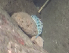 Sicyopterus pugnans