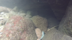 Sicyopterus pugnans