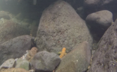 Sicyopterus pugnans