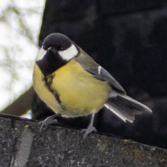 Parus major