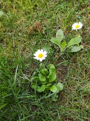 Bellis perennis