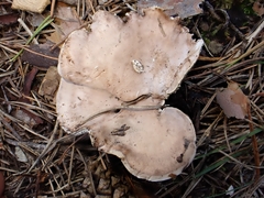 Phellodon fuligineoalbus