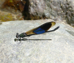 Euphaea subcostalis