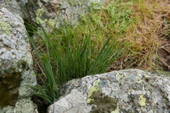 Narcissus