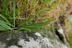 Narcissus