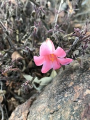 Cyrtanthus galpinii
