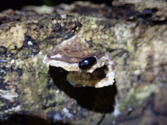 Aulacocheilus sibiricus bedeli