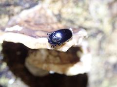 Aulacocheilus sibiricus bedeli