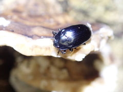 Aulacocheilus sibiricus bedeli