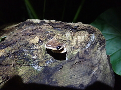 Aulacocheilus sibiricus bedeli