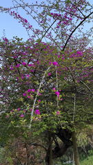 Bougainvillea