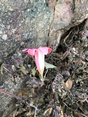Cyrtanthus galpinii
